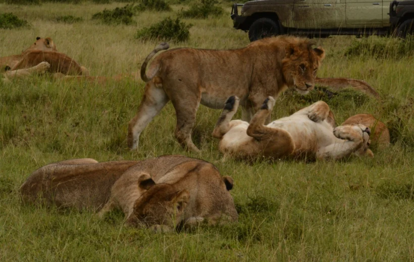 10 DAY FROM KENYA TO TANZANIA – HIGH-END