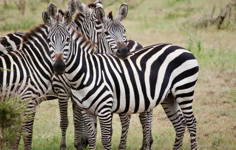 3 DAY TANZANIA LUXURY SAFARI(TARANGIRE & NGORONGORO)