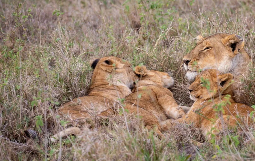 4 DAYS NAKURU MASAI MARA LUXURY LODGES