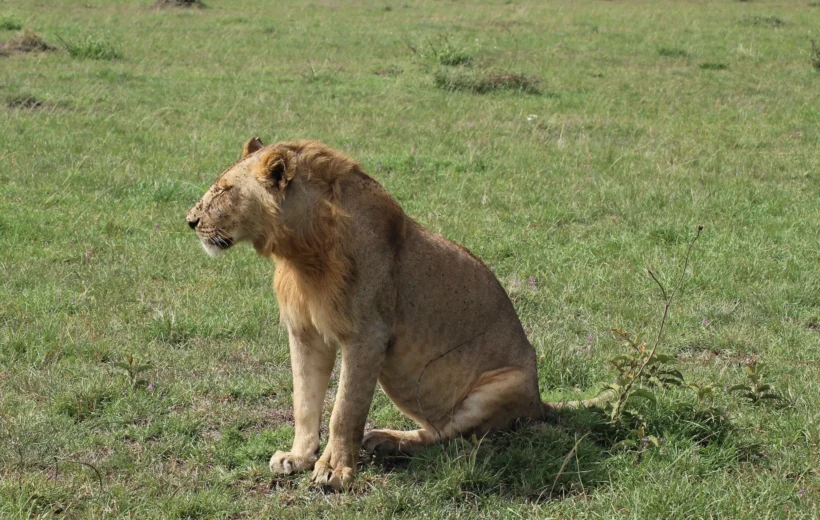 3 DAYS, 2 NIGHTS MASAI MARA GAME RESERVE PRIVATE TOUR
