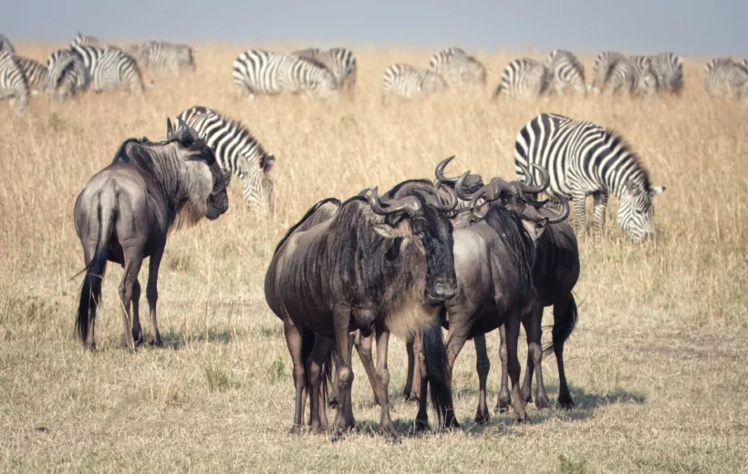 6 DAY AMAZING TANZANIA SAFARI