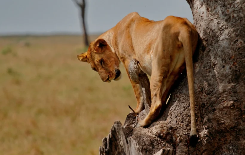 3 DAYS EXCLUSIVE SHARED MASAI MARA BUDGET SAFARI