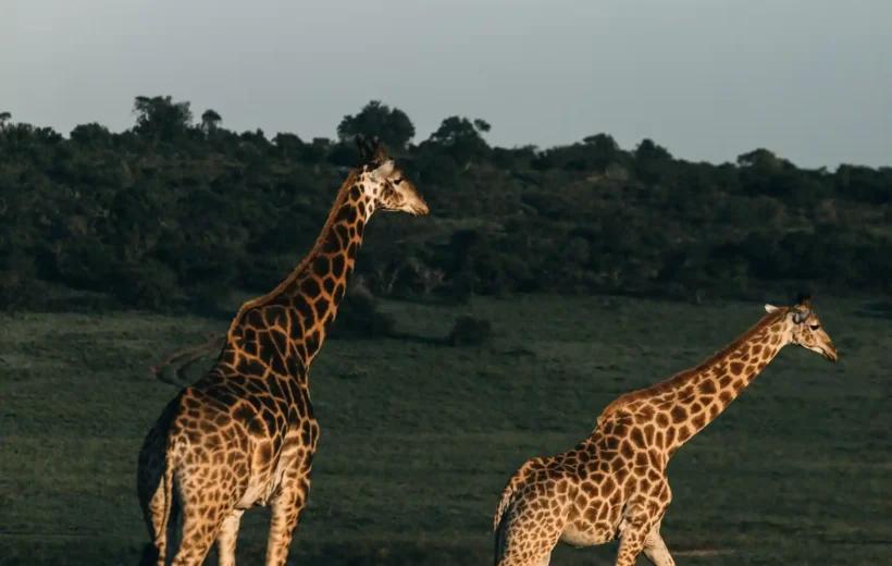 5 DAY AMBOSELI, LAKE NAKURU & MASAI MARA PRIVATE SAFARI