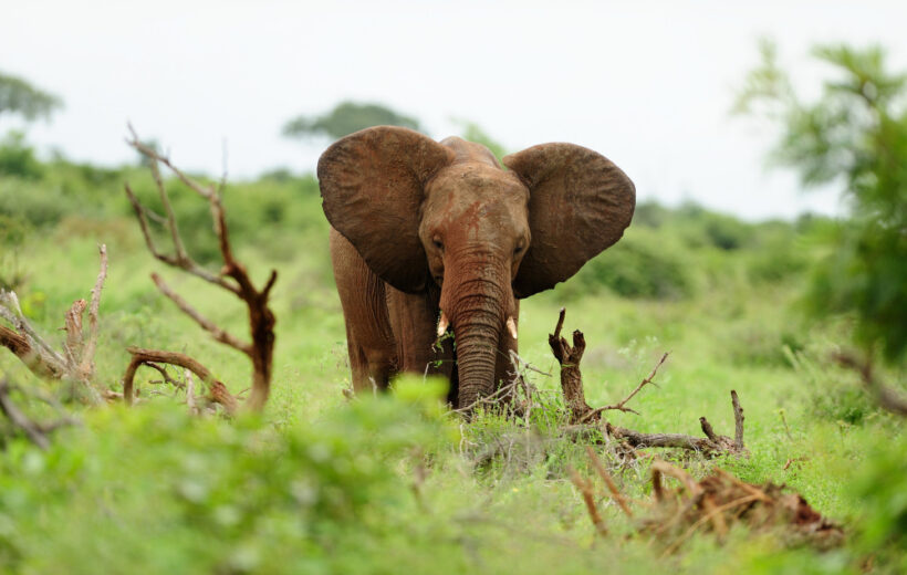 3 DAYS EXCLUSIVE SHARED MASAI MARA BUDGET SAFARI